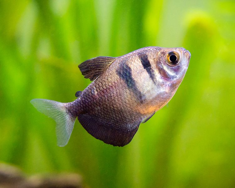Black Widow Tetra ~ 3.5cm - 4cm